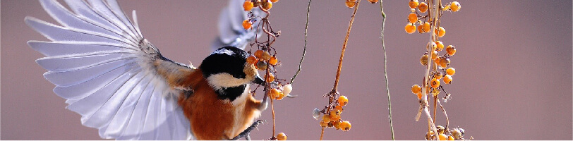 Procedimento cirurgico