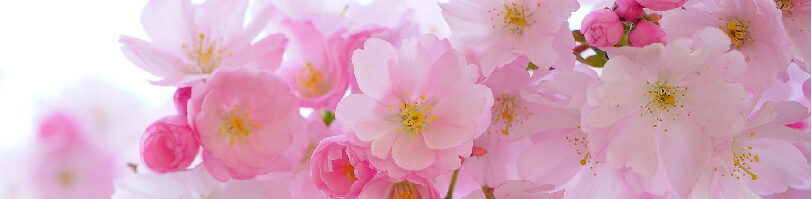 Procedimento não cirurgico